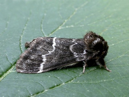 Marbled Brown Drymonia dodonaea