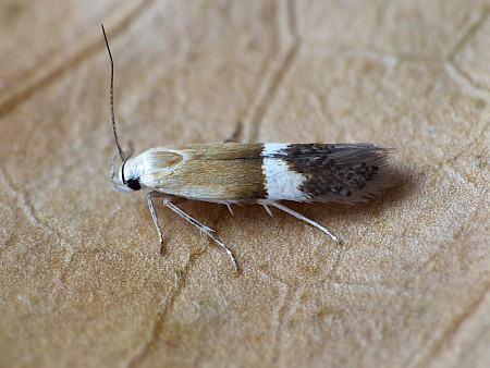 Syncopacma polychromella