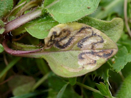 Glaucolepsis headleyella