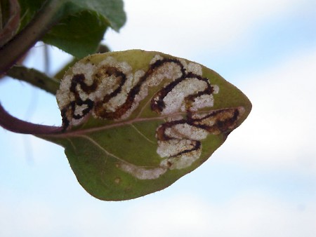 Glaucolepsis headleyella