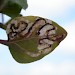 Larval mine on Prunella vulgaris • Gloucestershire • © Phil Barden