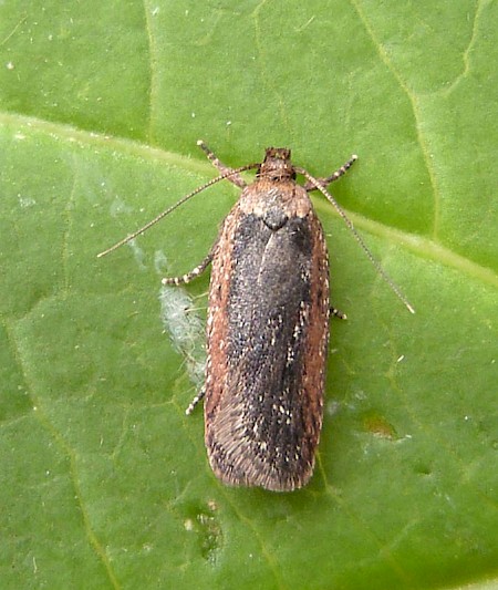 Depressaria pimpinellae