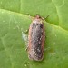Adult, reared from larva • Burbage, Leicestershire • © Graham Calow