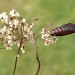 Pupal case, on Burnet Saxifrage • Burbage, Leicestershire • © Graham Calow