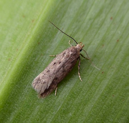 Bryotropha senectella