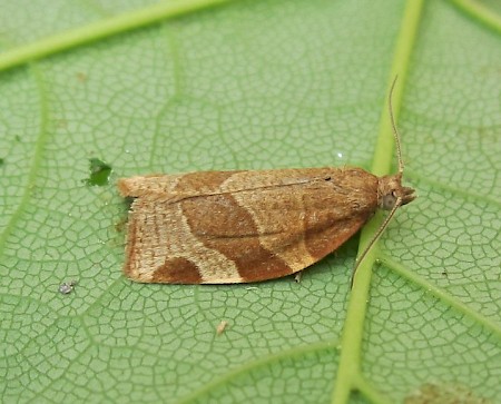 Barred Fruit-tree Tortrix Pandemis cerasana