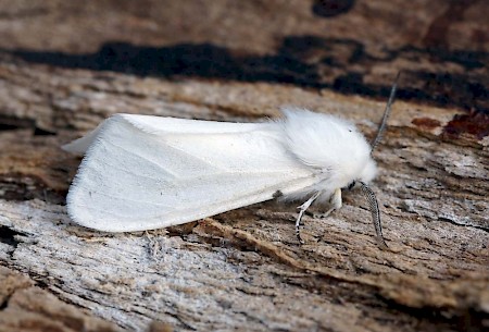 Autumn Webworm Hyphantria cunea