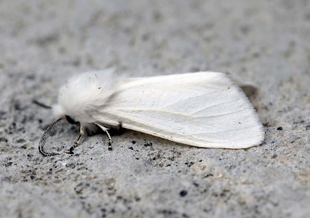 Autumn Webworm Hyphantria cunea