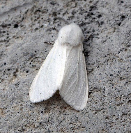 Autumn Webworm Hyphantria cunea