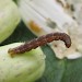 Larva - dark form • East Ross, Scotland • © Nigel Richards