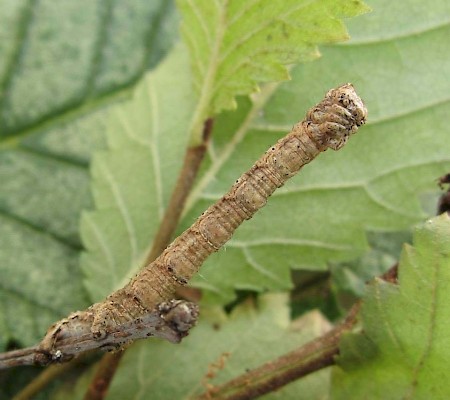 Scalloped Hazel Odontopera bidentata