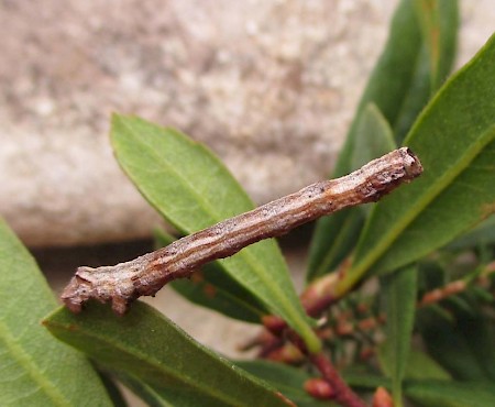 Scalloped Hazel Odontopera bidentata