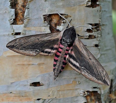 Privet Hawk-moth Sphinx ligustri