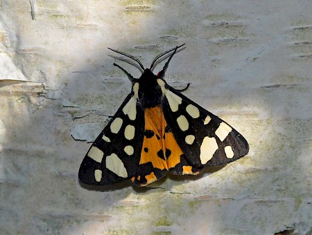 Cream-spot Tiger Arctia villica