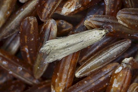 Angoumois Grain Moth Sitotroga cerealella