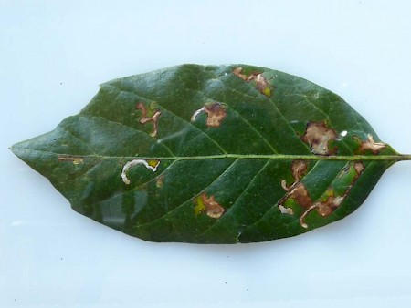 Ectoedemia heringella