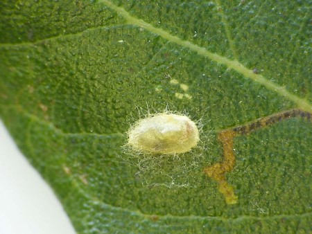 Ectoedemia heringella