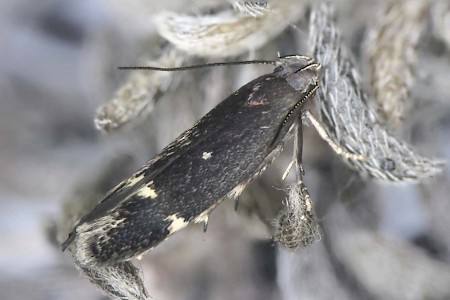 Syncopacma suecicella