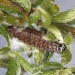 Larva on Genista pilosa • Cornwall • © Bob Heckford