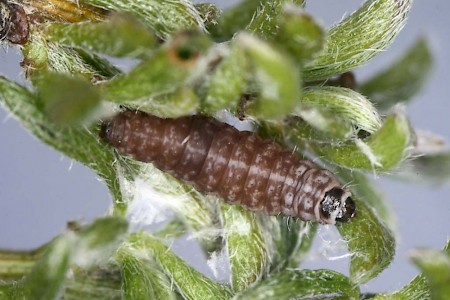 Syncopacma suecicella