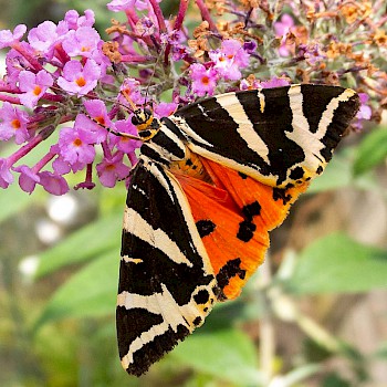 Jersey Tiger Euplagia quadripunctaria