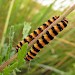 Larvae • East Sussex • © Gerry Ure