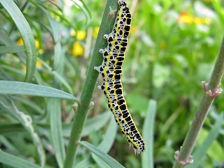 Toadflax Brocade Calophasia lunula