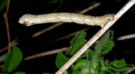 Bordered Grey Selidosema brunnearia