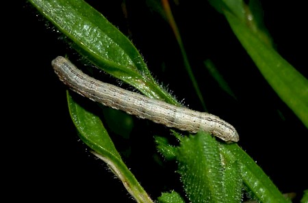 Bordered Grey Selidosema brunnearia