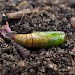 Pupa • East Ross, Scotland • © Nigel Richards