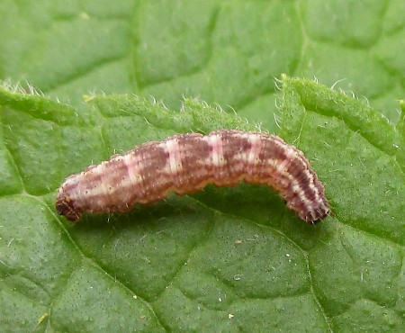 Double-striped Pug Gymnoscelis rufifasciata