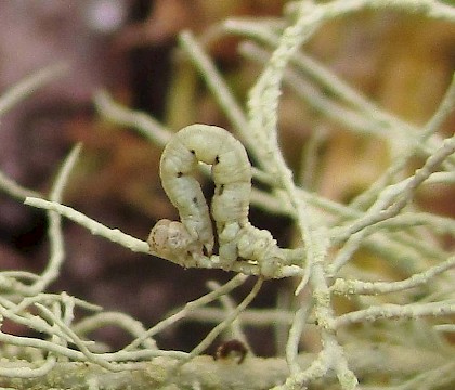 Larva • East Ross, Scotland • © Nigel Richards