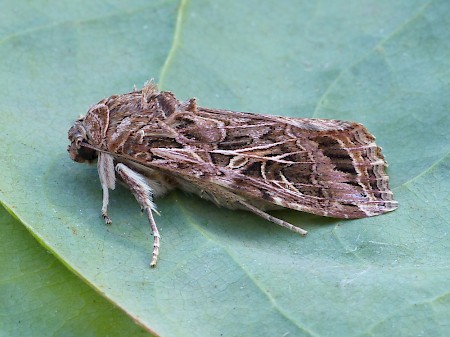 Mediterranean Brocade Spodoptera littoralis