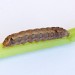 Larva • On organic celery, Swindon • © Steve Nash