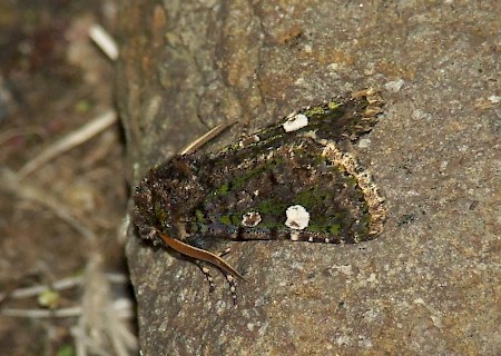 Green-brindled Dot Valeria oleagina