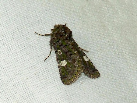 Green-brindled Dot Valeria oleagina