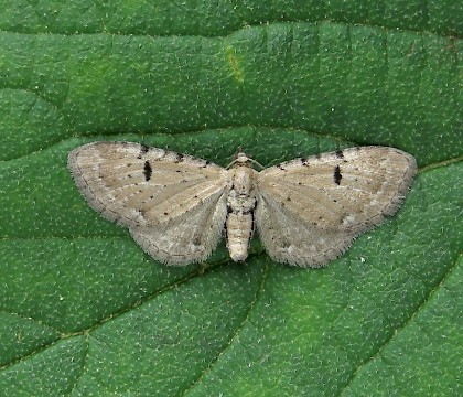 Adult • Ex. larva, Gait Barrows NNR, Lancashire • © Brian Hancock