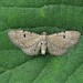 Adult • Ex. larva, Gait Barrows NNR, Lancashire • © Brian Hancock