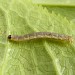 Larva • Carnforth, Lancashire • © Brian Hancock