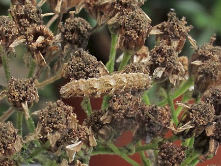 Yarrow Pug Eupithecia millefoliata