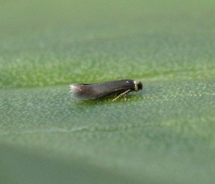 Adult • Gloucestershire, reared from mine in Tilia • © Phil Barden