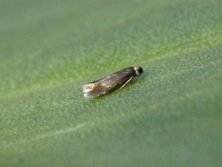 Stigmella tiliae