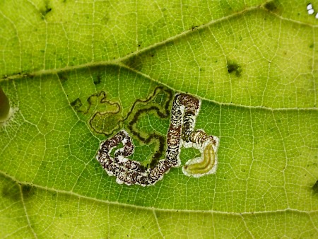 Stigmella tiliae