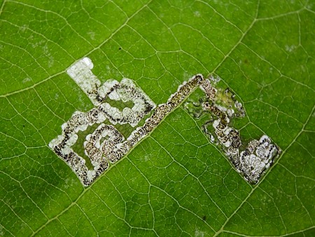 Stigmella tiliae