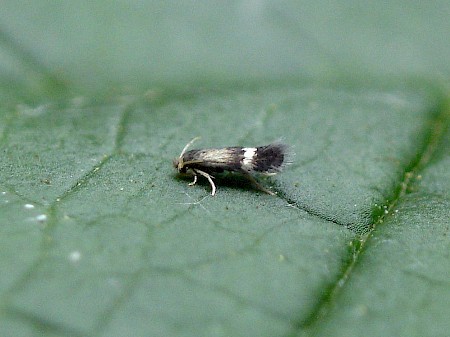 Stigmella prunetorum