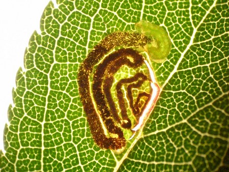 Stigmella prunetorum