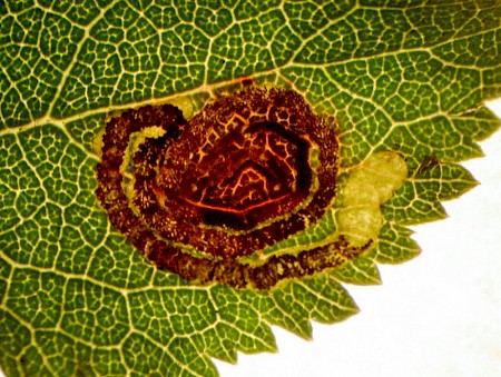 Stigmella prunetorum