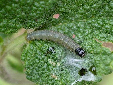 Sparganothis pilleriana