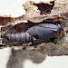 Empty pupal case • © Phil Barden
