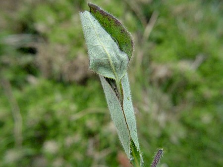 Sparganothis pilleriana